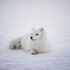 Levels - Larsemann Remix