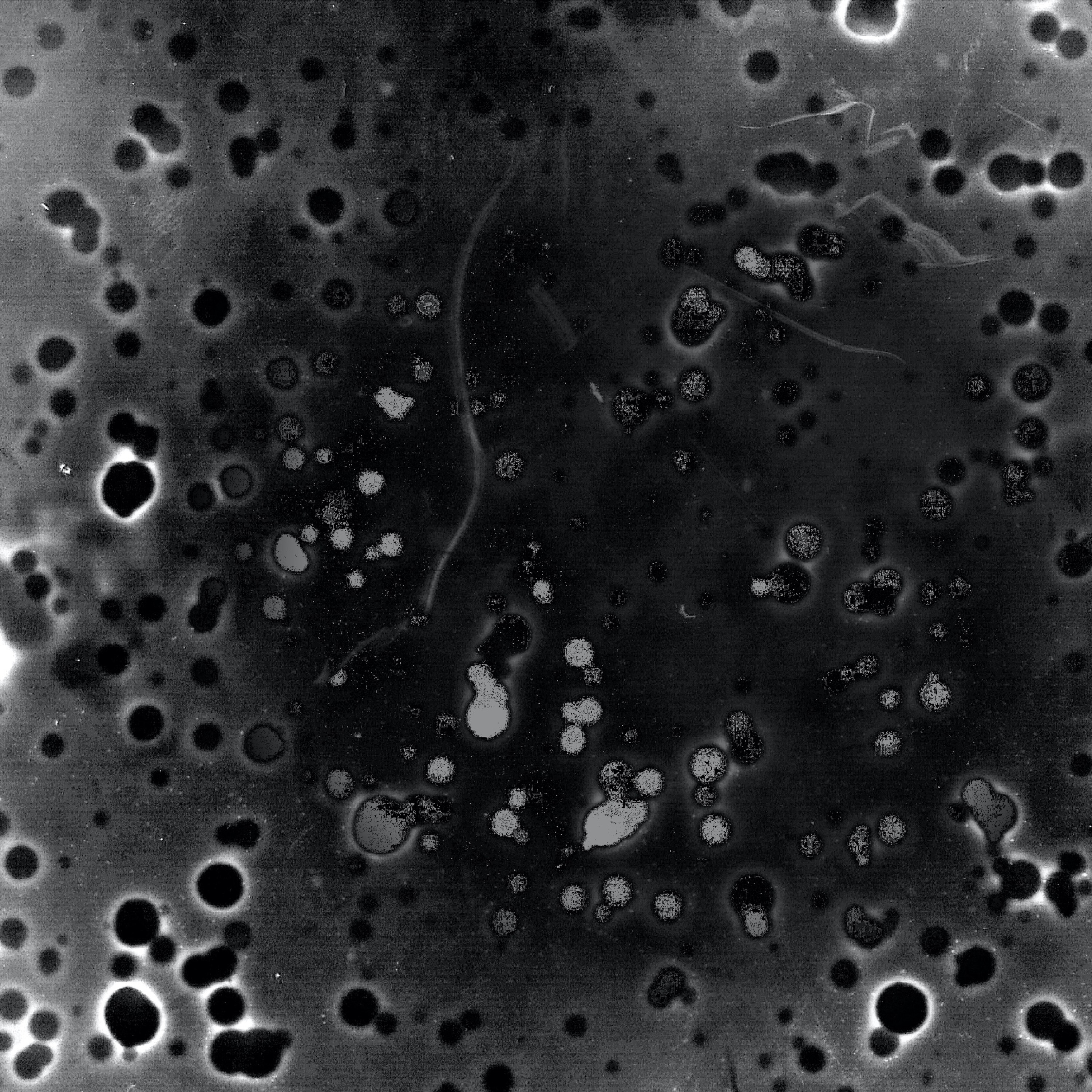 Fluid Audio