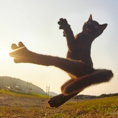 Karate - Neko