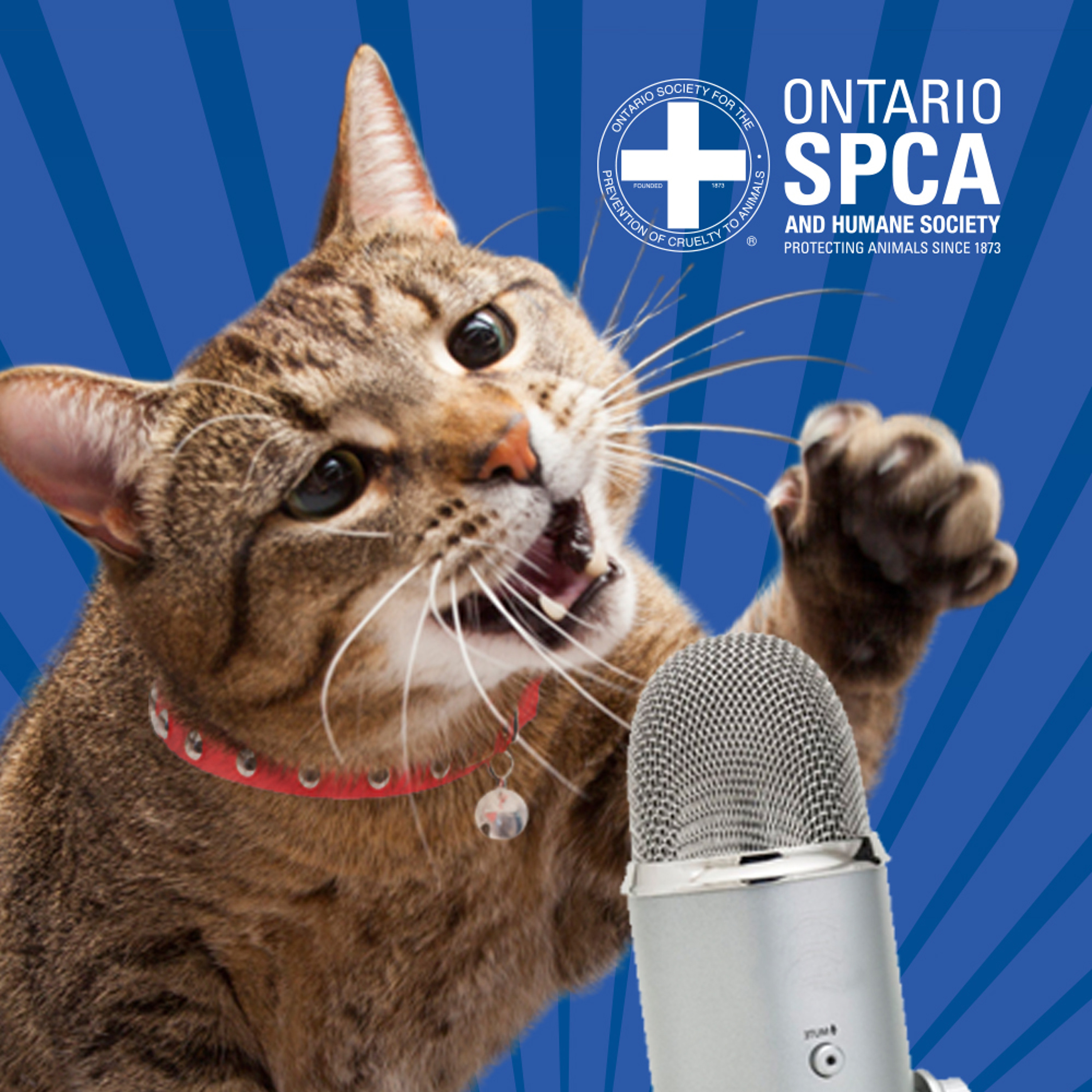 Ontario SPCA - Talking all things animal-related!