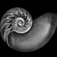 mad mad nautilus