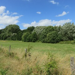 nature sounds