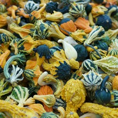 gourds [tape]