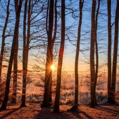 Nehy - Winter Nights