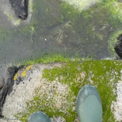 Life In A Drop Of Water : (Ear Candy)