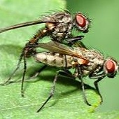 Fly Kids