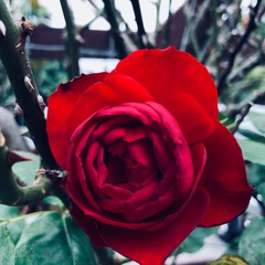 Roses Have Darkened (Instrumental)