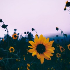 sunflower.