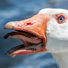 Untitled Goose Game Song