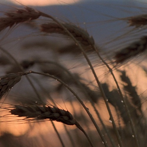 Clovis - Days Of Heaven