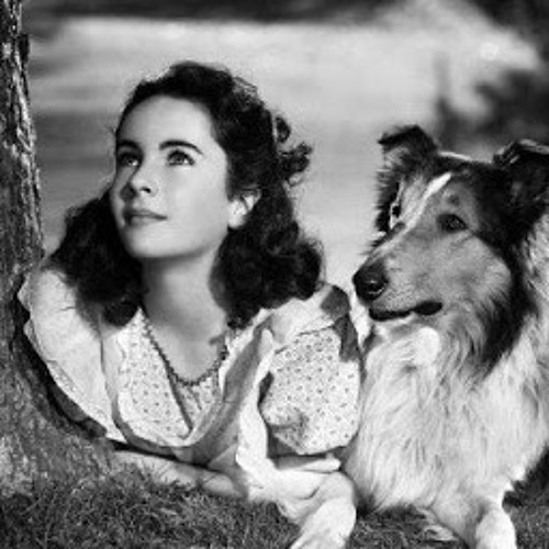 Lassie's Not-Dangerous Day