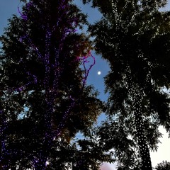 Please Come Home For Christmas