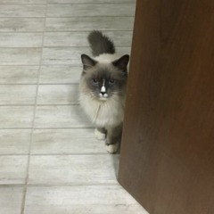 Piano Variation - Gloomy Week