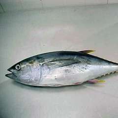 The Fall of Tuna