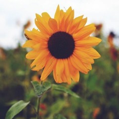 Sunflower. [for her]