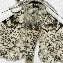 Episode 6 - Tiger Eyes