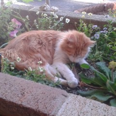literally just my little bro playing the uke