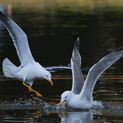 The Seagulls