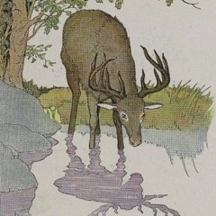 Don't Be Afraid Podcast: Episode 8: A reading  - Stag and his reflection