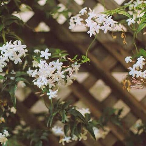 نُورٌ عَلَى بَابِ الرَّجَاء. 🌸