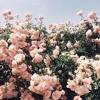 Lauv - Paris In The Rain Lauv - Paris In The Rain