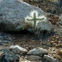 Silent Night (Christmas carol)