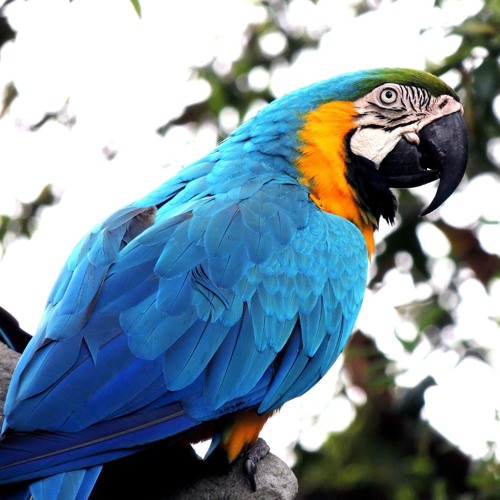 Stream 35-letnia papuga Zorba biegle mówi po angielsku i polsku! by RMF FM  | Listen online for free on SoundCloud