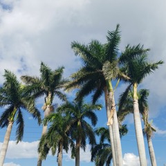 Grand Palms