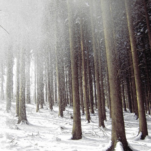 Watching The Snow Fall