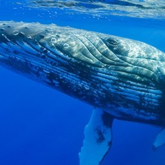 Pacific Whale Foundation's events coming up
