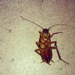 Roaches