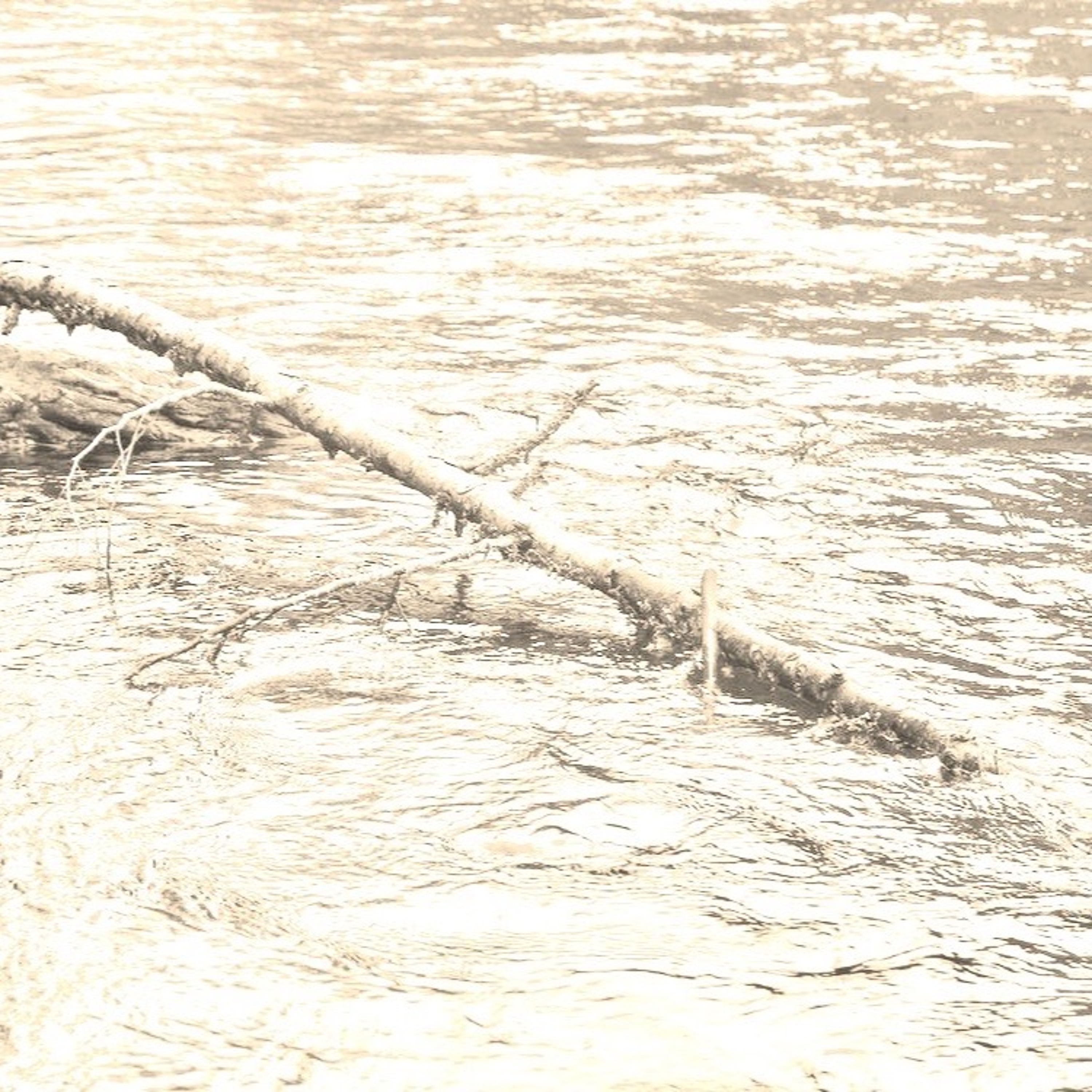 River Branch episode artwork