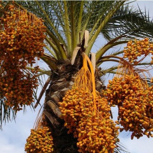 The Evolution Of Date Palms