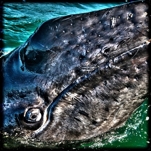 Goodbye Gray Whale