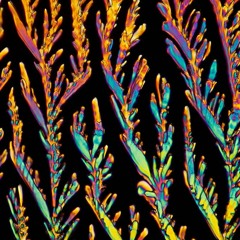 Liquid Crystals