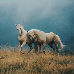 ياصاحبي يارفيق العمر