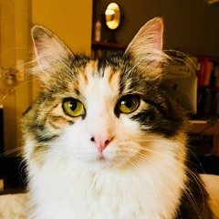 In A Sentimental Moods For Guitar And Cat