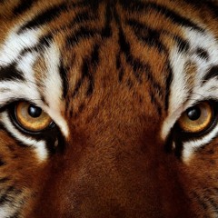 Eye Of The Tiger Live (Survivor cover)