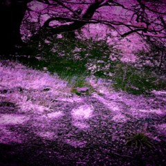 Indii Wild Moon  (numbers in the dream mixed)