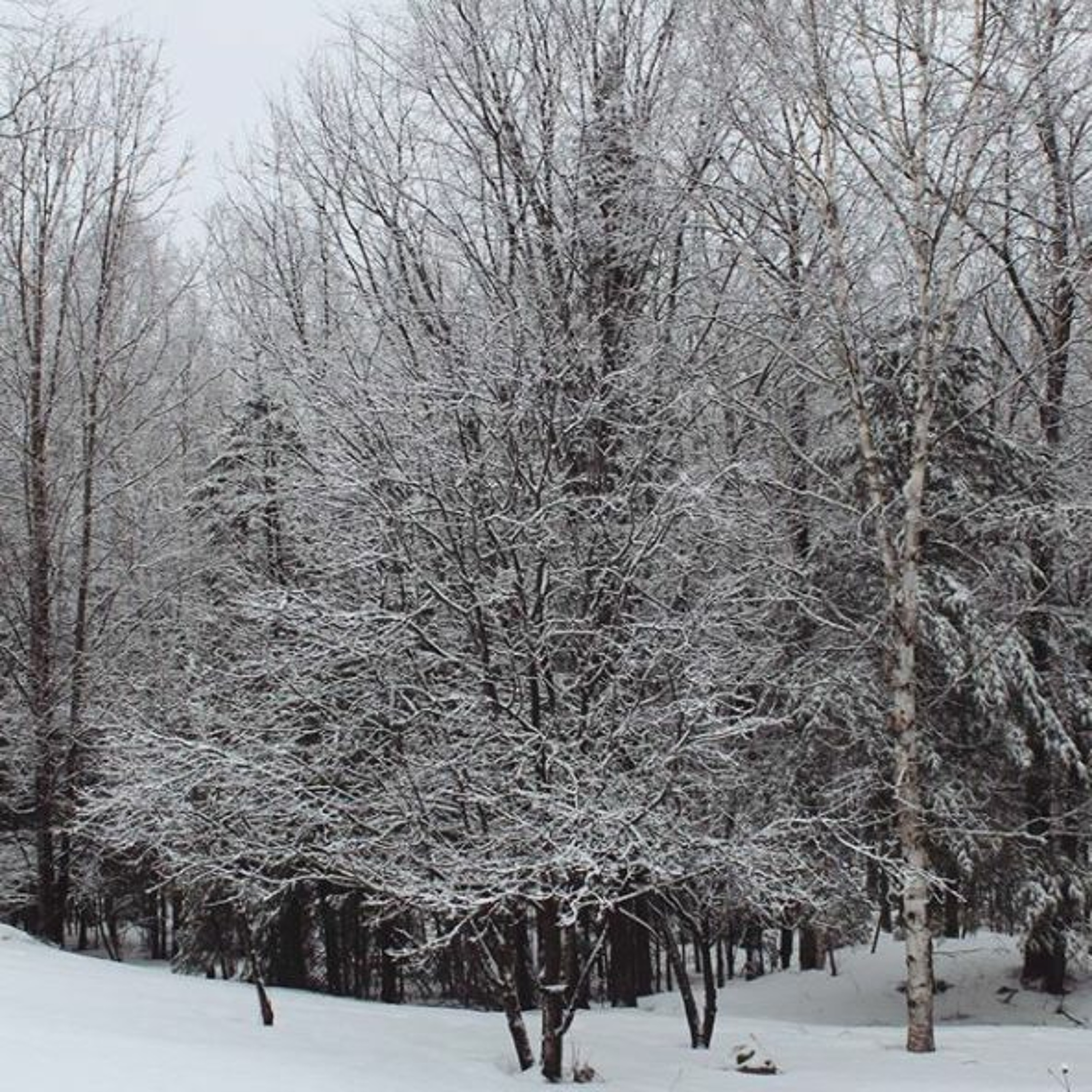 Snowy Landscapes episode artwork