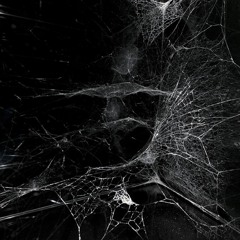 Latrodectus (2016)