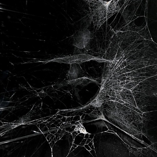 Latrodectus (2016)