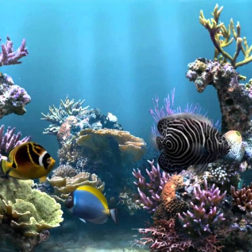 Stream Acuario. Carnaval de los animales (Saint Säens) by Leyre