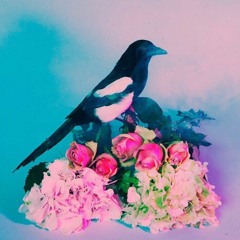 - S      E      A          D    R      E     A     M      S  -