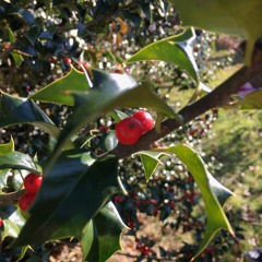 A song from the perspective of a drug dealers ex wife demo