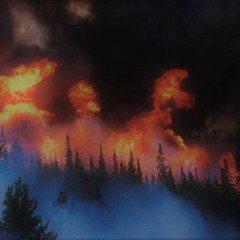 Forest Fire