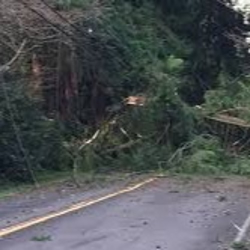 Winds through the bamboo