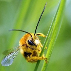 Bee's On Grass - 1