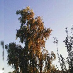 L O V E YOUR S E L F // [ GHOST LOFI ]