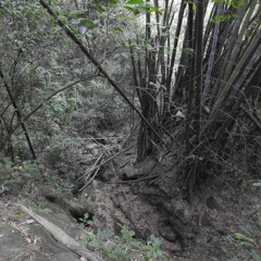 The Morning Soundscape of Matoushan
